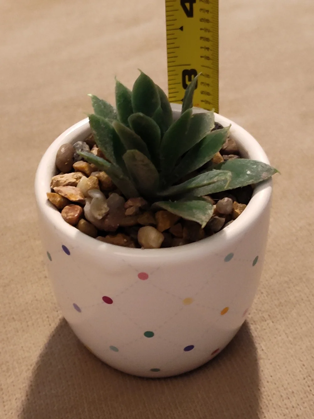 Small Green Succulent in Polka Dot Ceramic Pot